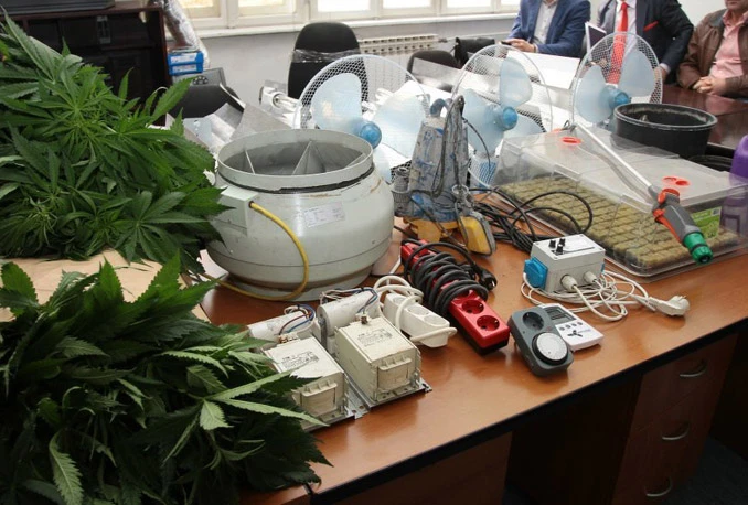 Brat i sestra uzgajali marihuanu: Zaplijenjen čitav laboratorij