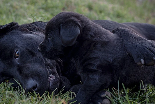 Labrador već 23 godine najomiljeniji pas u SAD-u