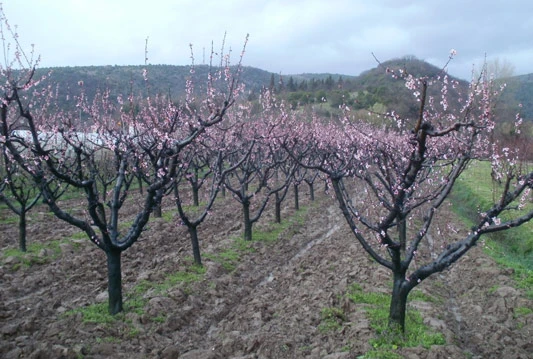 Naglo zahlađenje, nakon visokih temperatura, šok za voćke
