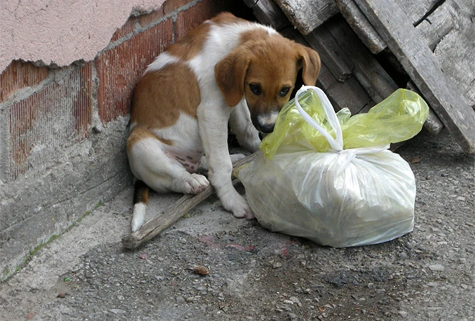 Veliki broj građana izbacuje pse iz svojih domova kada pas naraste ili se počne linjati