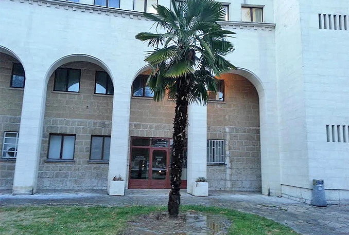 Vatra 'progutala' gotovo čitavu palmu ispred 'Kosače