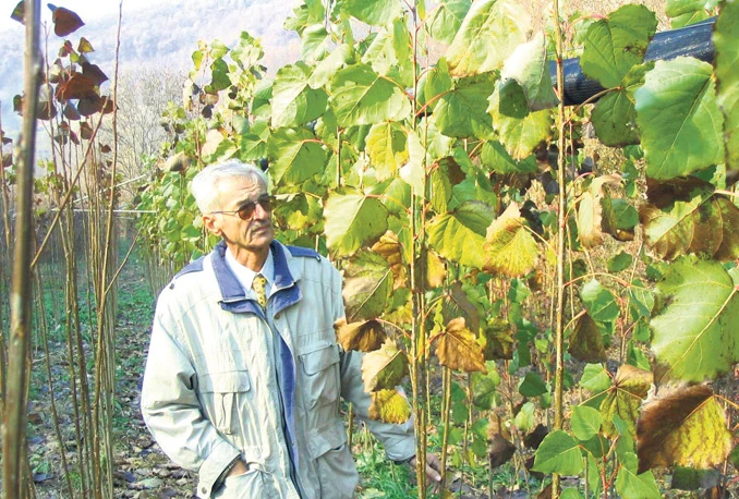 Rusi uzgajaju brzorastuće topole za biogorivo