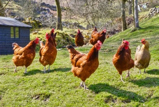 Kompanija ''Bingo'' predstavila projekt vrijedan pet milijuna eura