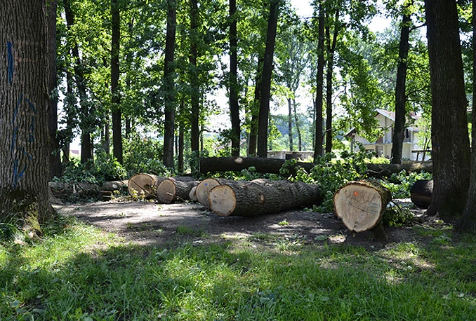 Posjekao 18 hrastova u Nacionalnom parku ''Kozara''