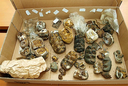 Potvrđeno: Tomislavgrad mjesto nalazišta praslona
