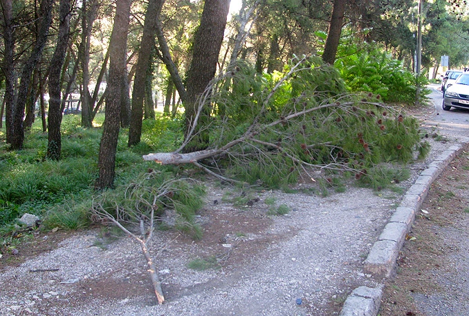 Posljedice bure: Srušena stabla, razbijena rasvjeta, smeće na ulicama