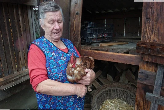 Pero dvospolac: Ujutro kukuriče, a poslijepodne nosi jaja