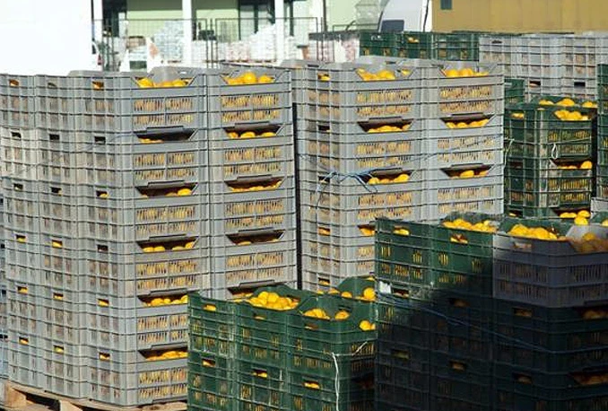 Rusi vratili kisele mandarine, propast će 15 tisuća tona?