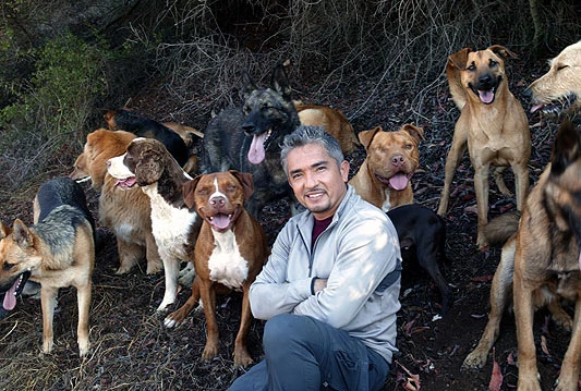 Cesar Millan u kolovozu u BiH
