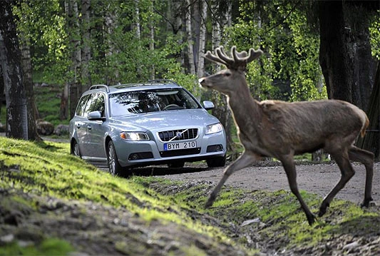 Volvo razvija tehnologiju za izbjegavanje kontakta sa divljim životinjama 