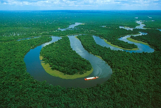Amazonija dobila botaničku Wikipediju