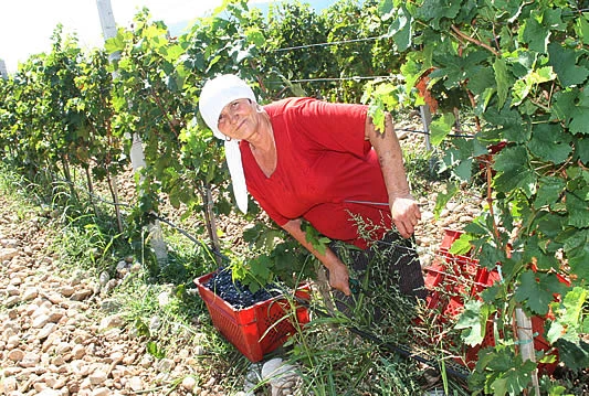 U dolini Neretve berba grožđa poranila