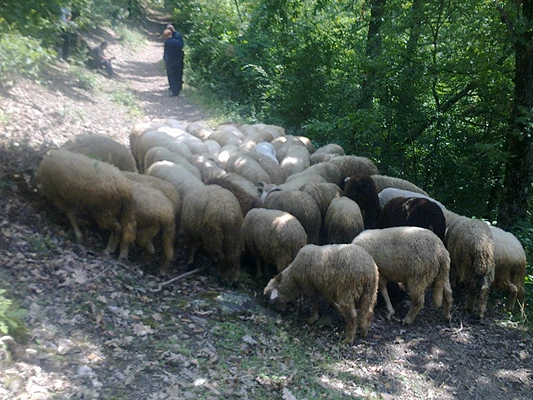 Pokušali prokrijumčariti ovce preko granice