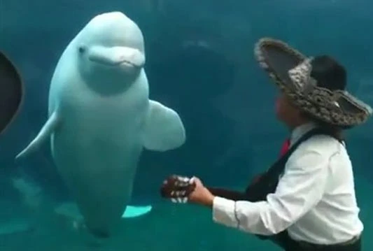 Serenada za bijelog kita