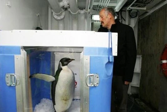 Oporavljeni Happy Feet pušten da se vrati kući 