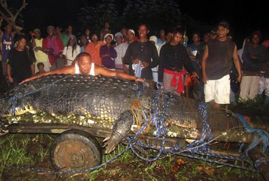 Filipinci uhvatili krokodila teškog 1075 kilograma