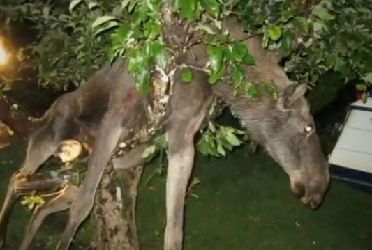 Pijanog losa spasili vatrogasci 