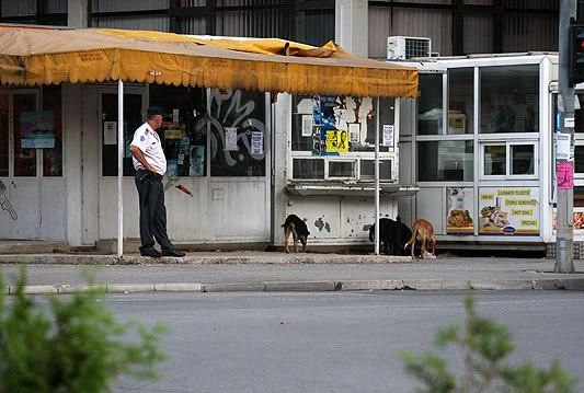 Na Starom Veležovom napao je pas lutalica