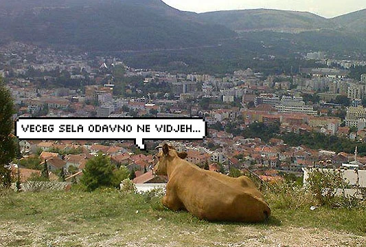 Izgubljena krava 'pratila' vlasnika