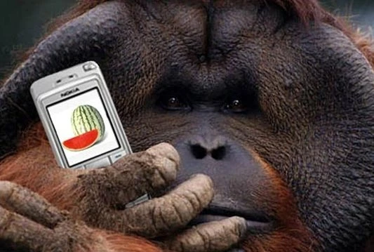 Orangutani će uskoro moći 'chatati' iPadovima