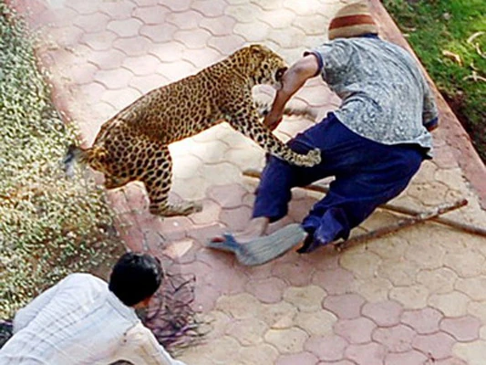 Leopard usmrtio jednu, a ozlijedio tri osobe