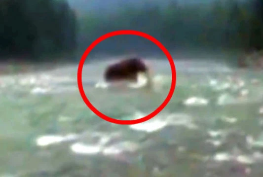 U Sibiru snimljen živući mamut ili medo ribar?