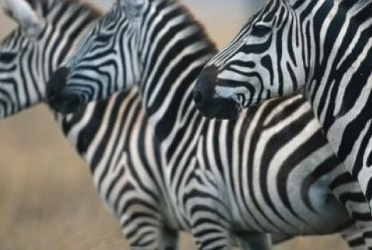 Zašto zebre imaju pruge?