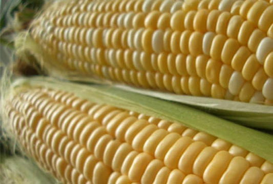 Francuska privremeno zabranila Monsanto GM kukuruz