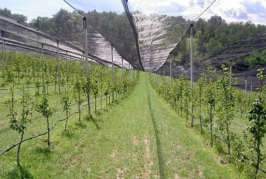 Livno: Podijeljeno sedam tisuća sadnica voćke