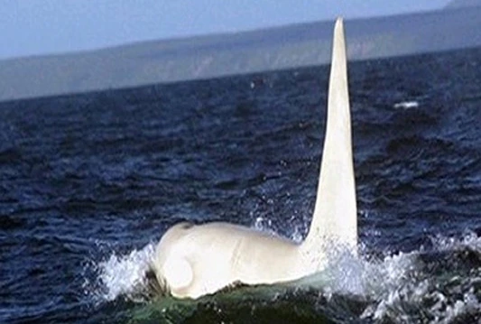Snimljena prva i jedina bijela orka na svijetu