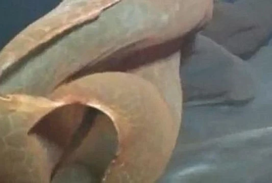 Otkriveno misteriozno morsko biće u dubinama oceana!