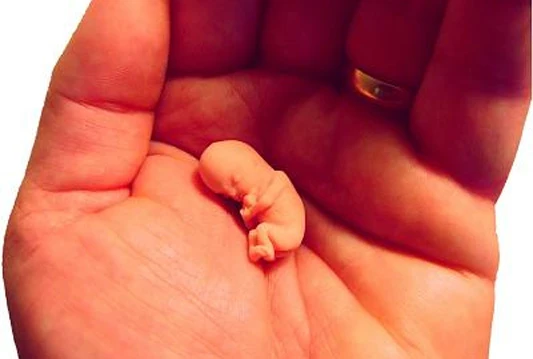 Zaplijenjeni fetusi namijenjeni za rituale
