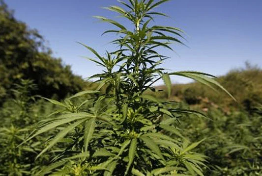 Kod Modriče pronađena plantaža marihuane