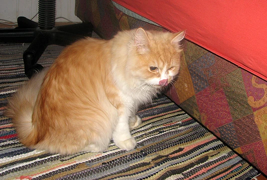 Pronađena mačka