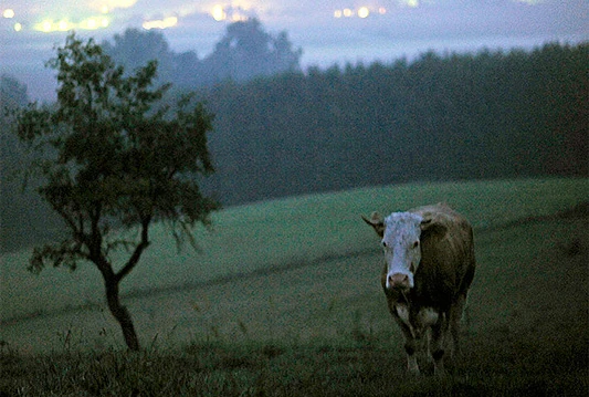 Krava Yvonne prognozira za Njemačku