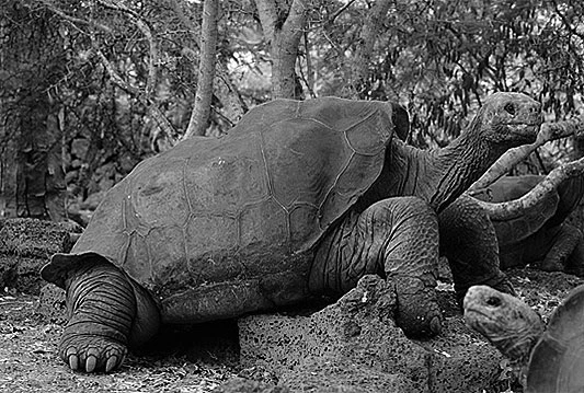 Uginuo Usamljeni George s Galapagosa