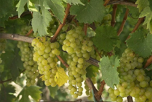 Kvaliteta grožđa izuzetno dobra, urod nešto slabiji