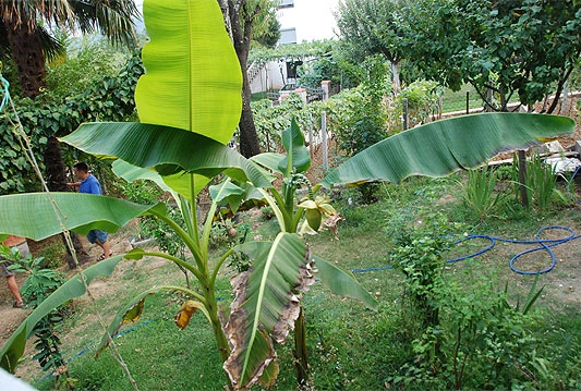U banana državi na stablima 'rodile' banane!
