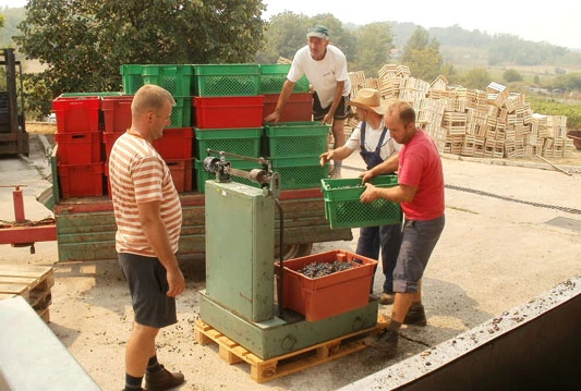 Poranilo trganje grožđa na Dubravskoj visoravni