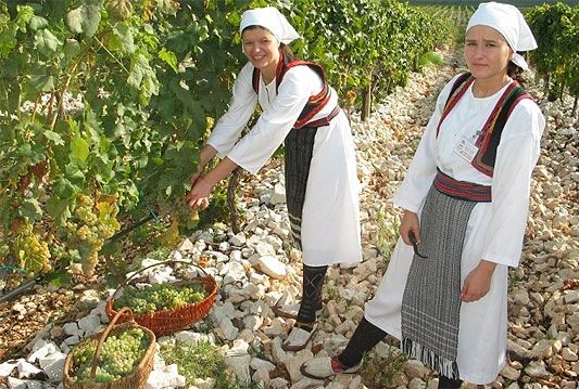 Večeras počinju Dani berbe grožđa - Brotnjo 2012