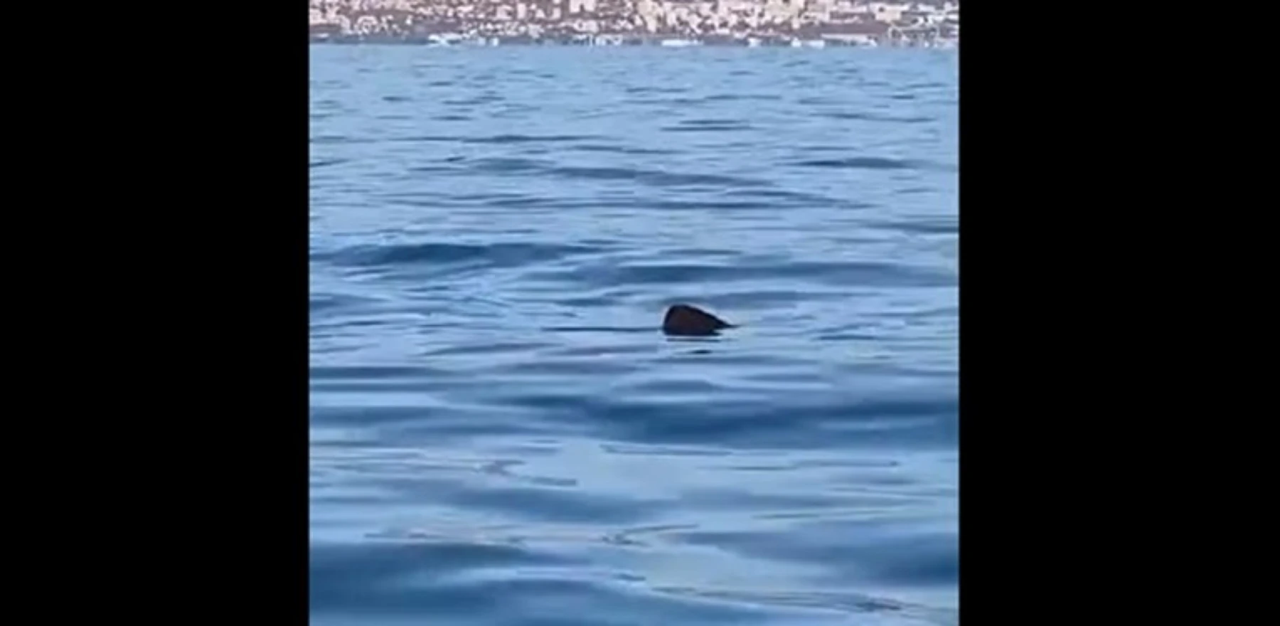 VIDEO: U Istri uz obalu snimljena jedna od najvećih riba na svijetu - psina golema