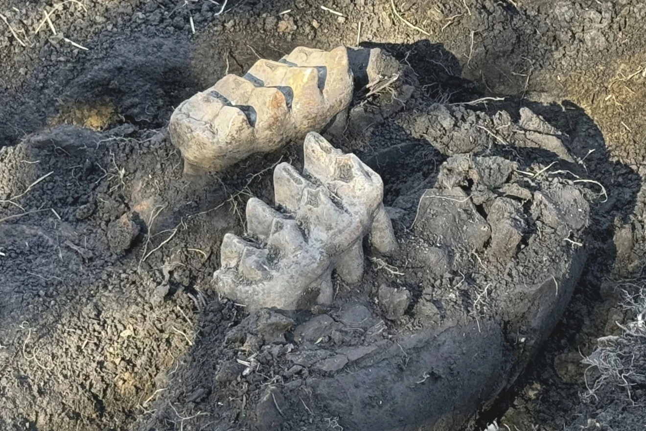 Muškarac pronašao čeljust mastodonta u vrtu