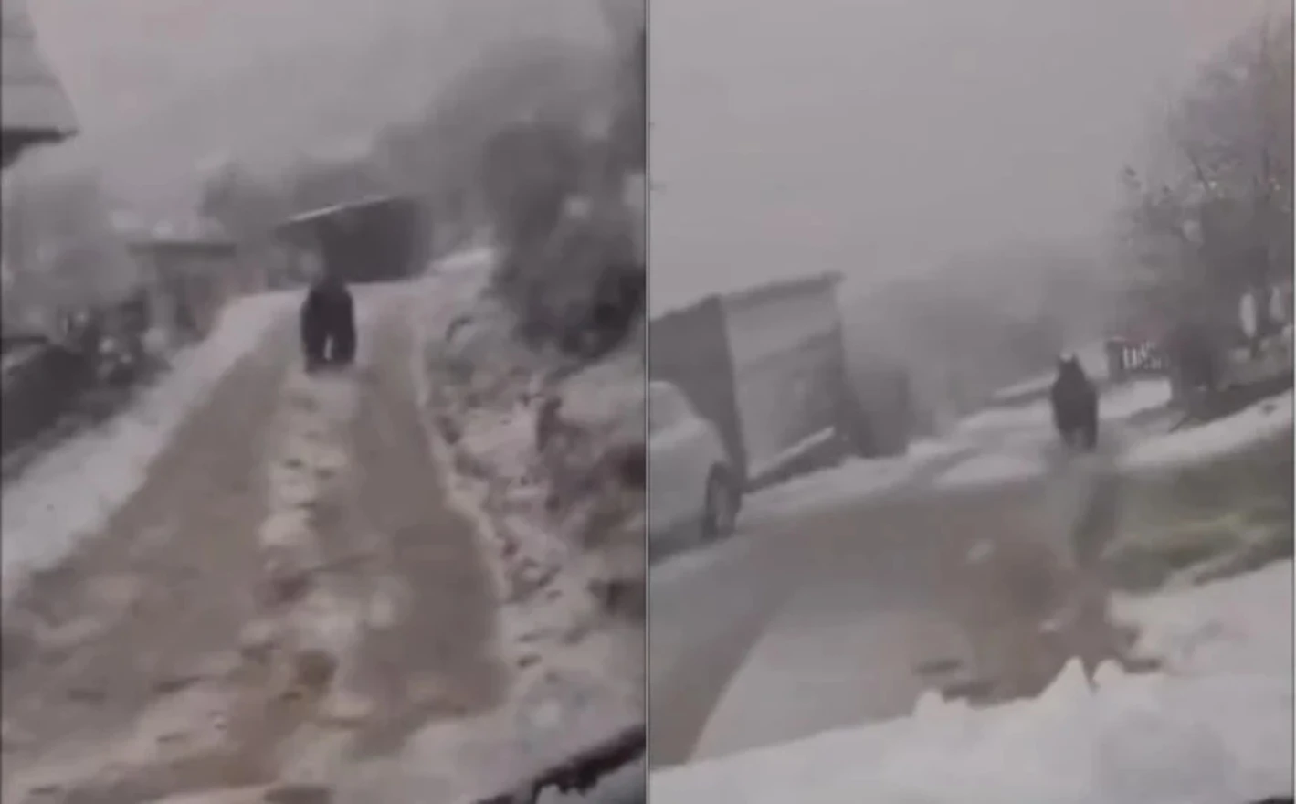 VIDEO:Na Vlašiću medvjed trčao kroz naselje i prolazio pored kuća
