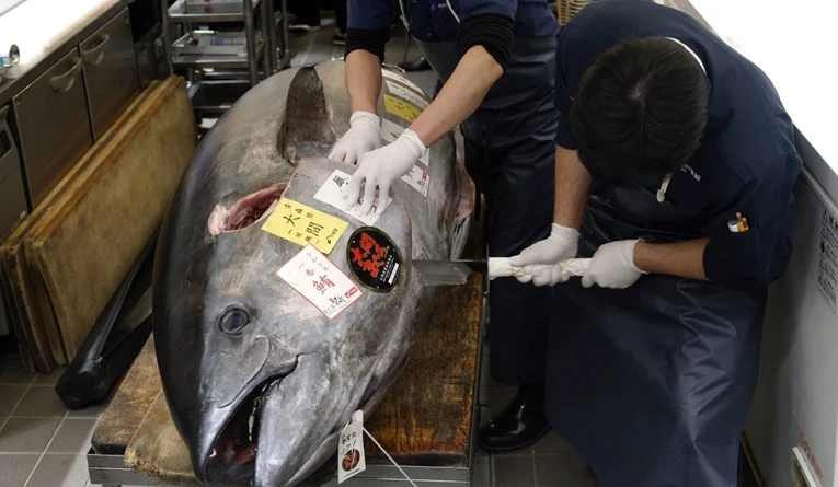 Tuna prodana za 1.3 milijuna dolara. "Bila je debela poput krave"