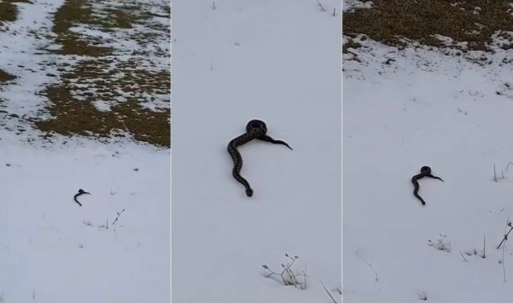 Tomislavgrad: Zmija na snijegu izazvala iznenađenje
