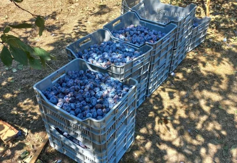 Nevjerojatan skok proizvodnje šljive u Federaciji