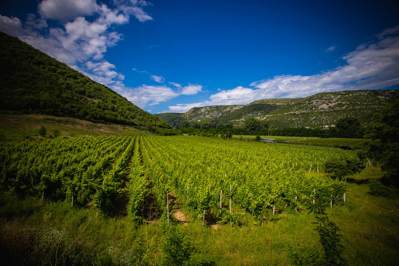 Eska u vinogradima - kako zaustaviti širenje bolesti