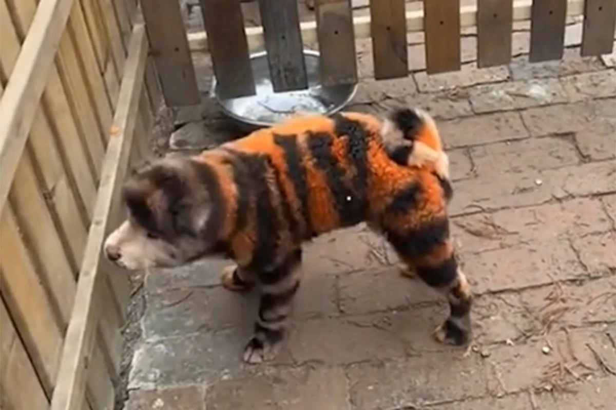 Kineski zoo vrt ofarbao pse da sliče na tigrove