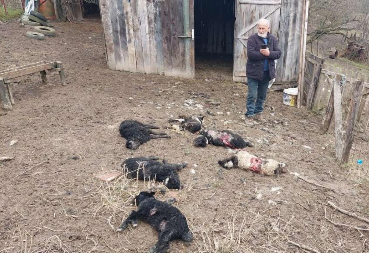 Stočari u problemima: Psi lutalice ubijaju stoku