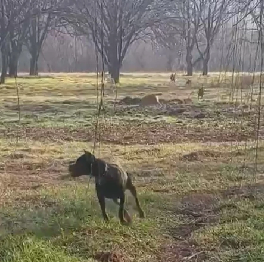 VIDEO: Čopor pasa lutalica napao ženu i njenog psa u Blagaju